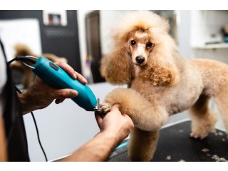 Best Service for Dog Grooming in Haversham