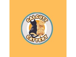 Discover Luxury Pet Boarding at Calcutt Farm Ltd's Premier Cattery in Warwickshire!