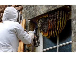 Best Service for Wasp Control in Hadlow