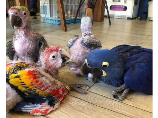 Baby Parrots for Sale.