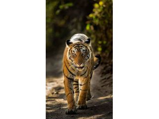 best-tour-packages-for-india-small-3