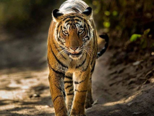 explore-india-unforgettable-tour-packages-for-all