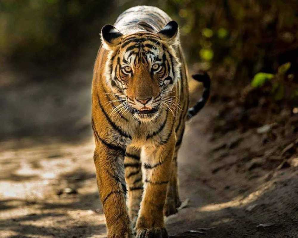 unlock-the-wonders-of-india-with-our-tour-packages