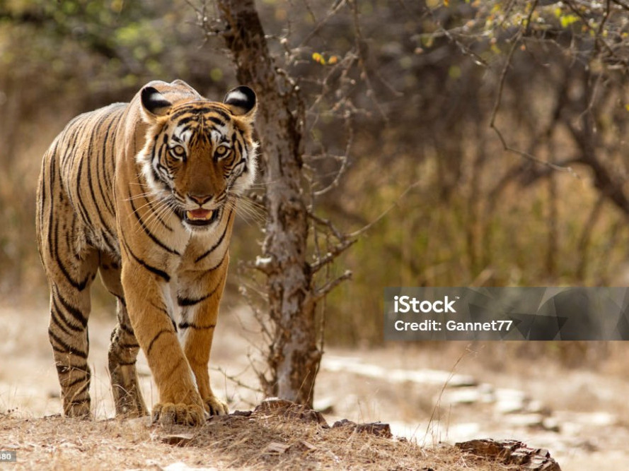 the-tiger-trail-a-luxury-safari-experience-awaited-big-0