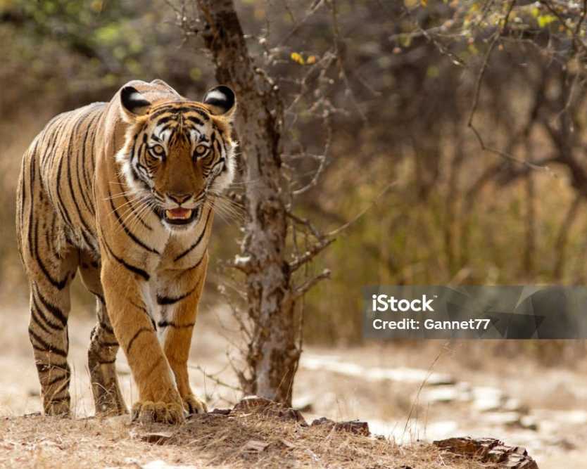 the-tiger-trail-a-luxury-safari-experience-awaited