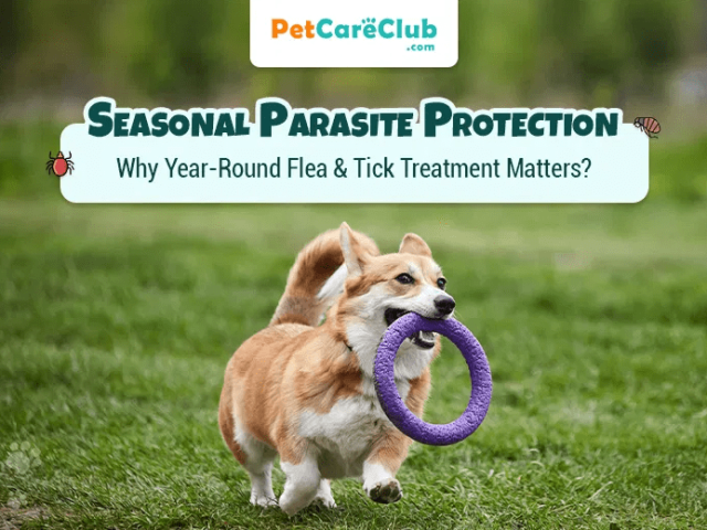seasonal-parasite-protection-for-dogs-flea-tick-protection-for-dogs