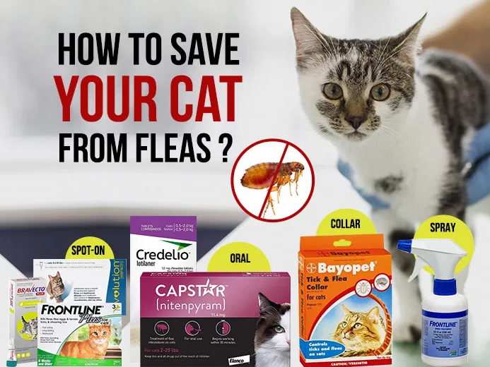 save-10-on-revolution-for-cat-best-flea-tick-prevention-for-cats-big-0