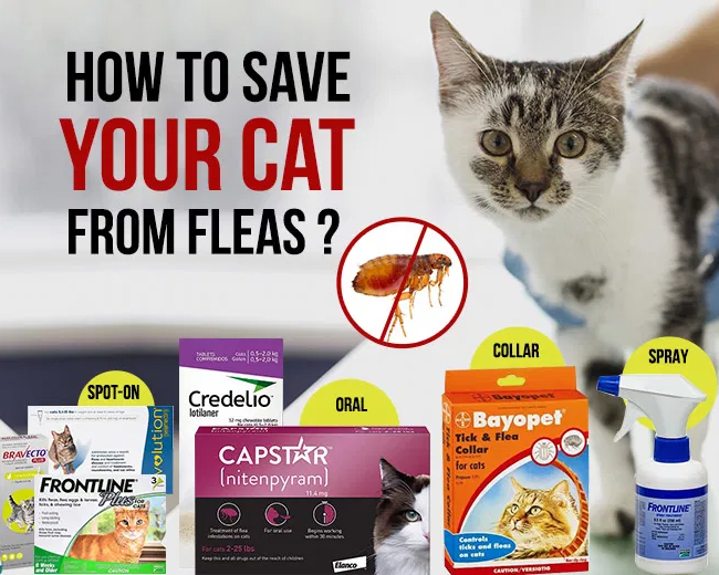 save-10-on-revolution-for-cat-best-flea-tick-prevention-for-cats