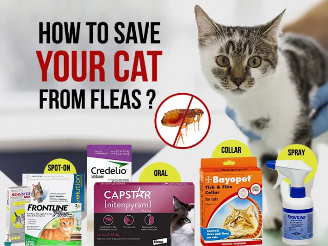 save-10-on-revolution-for-cat-best-flea-tick-prevention-for-cats