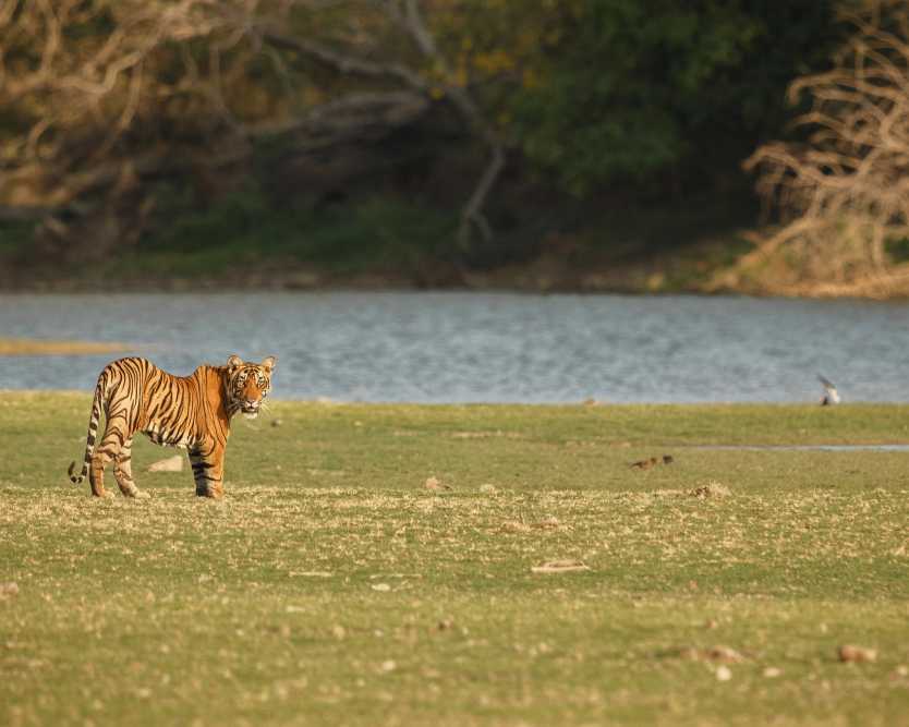 the-top-national-parks-to-visit-in-india