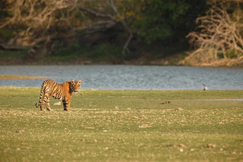 the-top-national-parks-to-visit-in-india-big-0