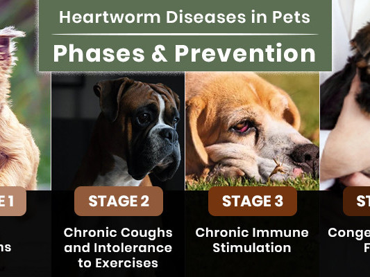 heartworm-in-dogs-facts-risks-prevention-petcareclub-big-0