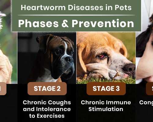 heartworm-in-dogs-facts-risks-prevention-petcareclub