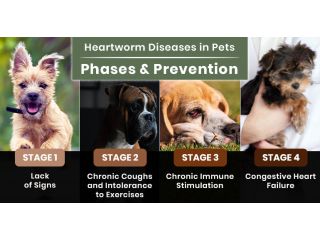 heartworm-in-dogs-facts-risks-prevention-petcareclub-small-0