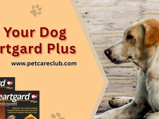 protect-your-dog-with-heartgard-plus-with-20-off-big-0