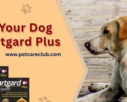 protect-your-dog-with-heartgard-plus-with-20-off