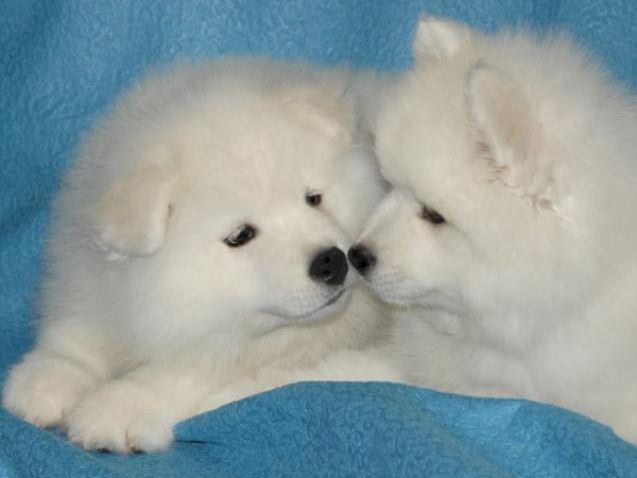the-samoyed-dog-beauty-brains-and-a-big-heart