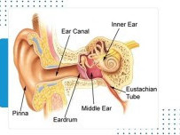 how-the-ear-works-understanding-hearing-protection-basics-big-0