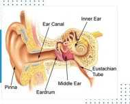 how-the-ear-works-understanding-hearing-protection-basics