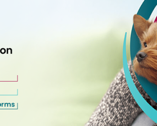 save-60-off-on-simparica-trio-for-dogs-limited-time-offer