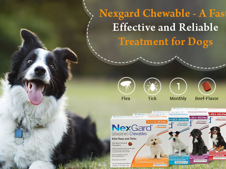 discover-how-to-select-the-correct-nexgard-product-for-dogs-and-puppies-and-buy-it-safely-big-0