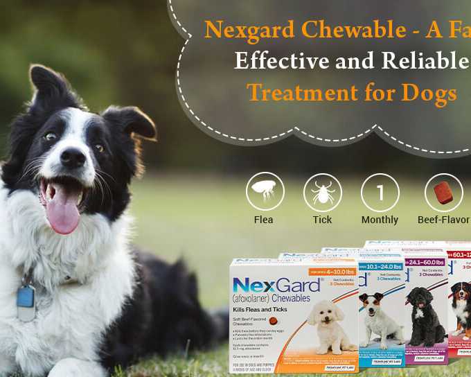 discover-how-to-select-the-correct-nexgard-product-for-dogs-and-puppies-and-buy-it-safely
