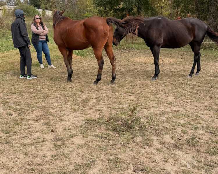 healing-in-the-heartland-how-equine-therapy-supports-recovery-at-learn-to-live-recovery