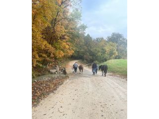 healing-in-the-heartland-how-equine-therapy-supports-recovery-at-learn-to-live-recovery-small-2