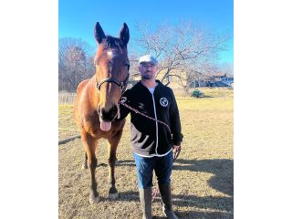 healing-in-the-heartland-how-equine-therapy-supports-recovery-at-learn-to-live-recovery-small-1