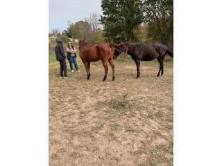 healing-in-the-heartland-how-equine-therapy-supports-recovery-at-learn-to-live-recovery-small-0
