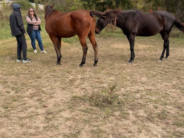 healing-in-the-heartland-how-equine-therapy-supports-recovery-at-learn-to-live-recovery