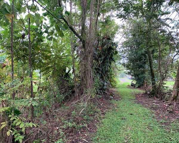 reliable-forestry-mulching-solutions-for-any-terrain-arborist-services