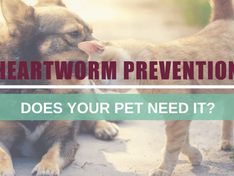heartworm-prevention-for-dogs-now-get-20-off-and-free-shipping-big-0
