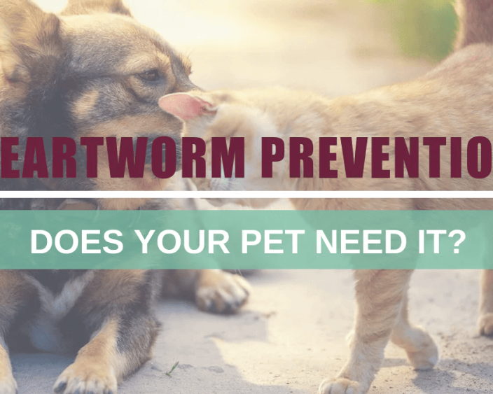 heartworm-prevention-for-dogs-now-get-20-off-and-free-shipping