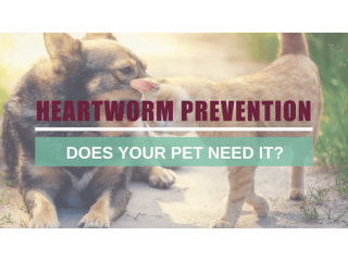 heartworm-prevention-for-dogs-now-get-20-off-and-free-shipping-small-0