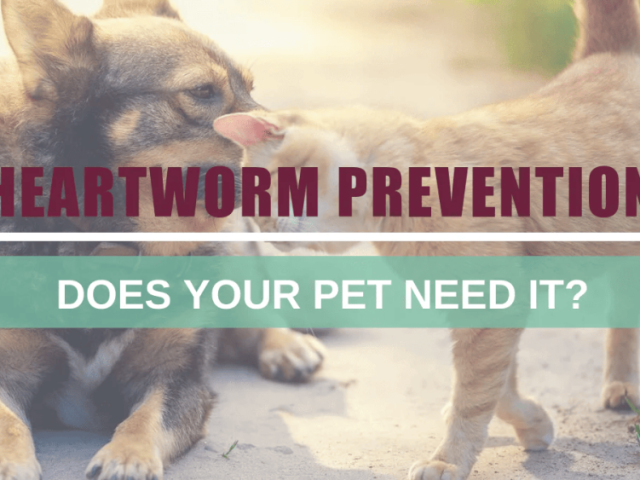heartworm-prevention-for-dogs-now-get-20-off-and-free-shipping