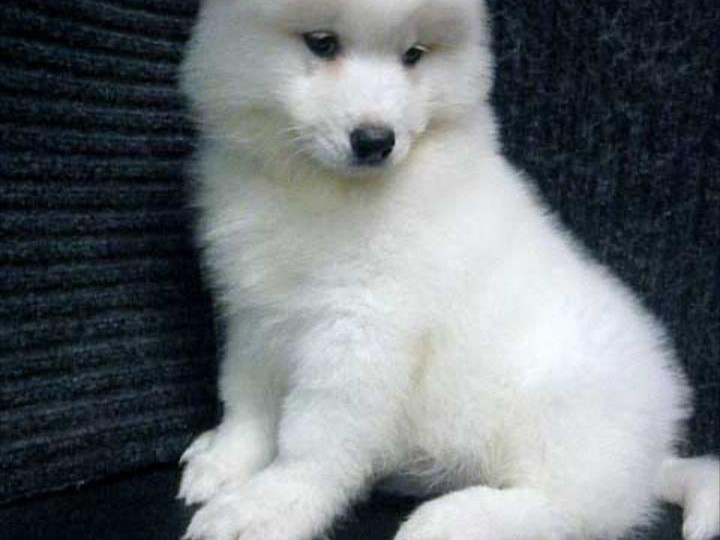 beautiful-purebred-samoyed-adults-big-0