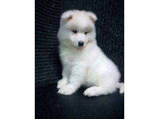 beautiful-purebred-samoyed-adults-small-0