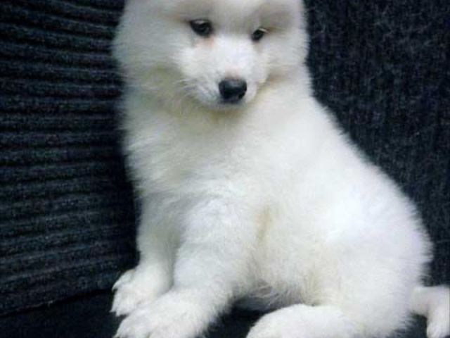 beautiful-purebred-samoyed-adults