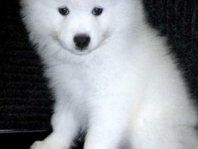 fluffy-samoyed-huskies-for-sale-perfect-family-companions