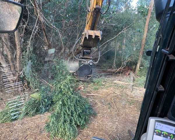 reliable-big-island-tree-service-for-safe-tree-care-arborist-services