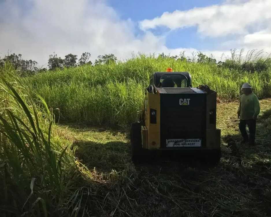 professional-hawaii-land-clearing-solutions-for-any-terrain-arborist-services