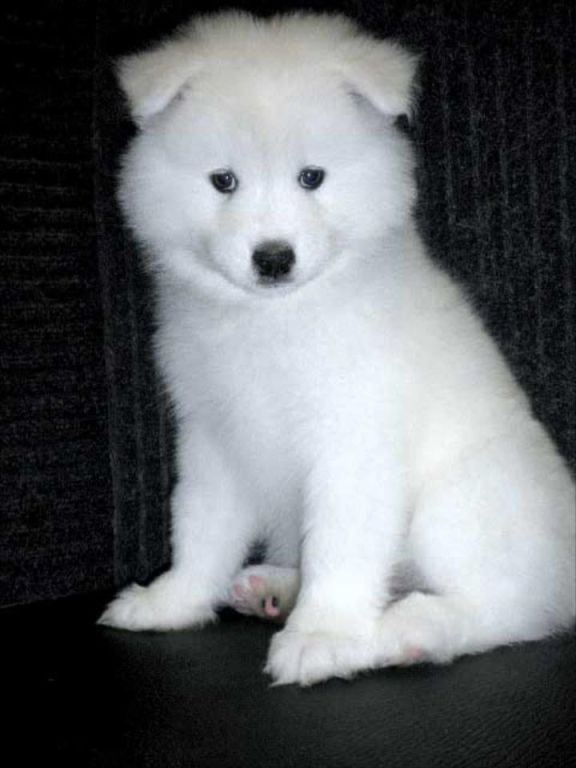 samoyed-pups-that-steal-hearts-instantly-big-0