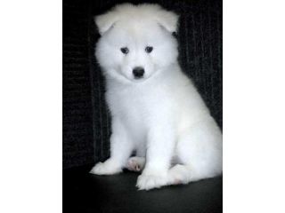 samoyed-pups-that-steal-hearts-instantly-small-0