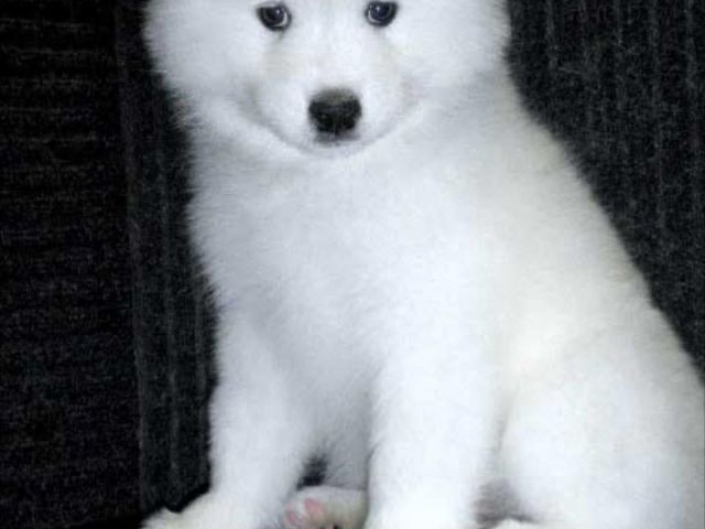 samoyed-pups-that-steal-hearts-instantly