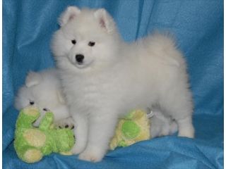 samoyed-puppies-that-steal-hearts-small-0