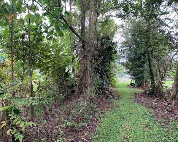 comprehensive-all-tree-services-hawaii-for-your-property-arborist-services
