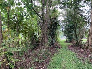 comprehensive-all-tree-services-hawaii-for-your-property-arborist-services-small-0