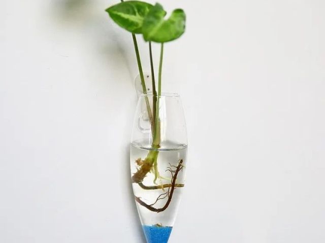 wall-hanging-glass-vase-terrarium-planter-decor