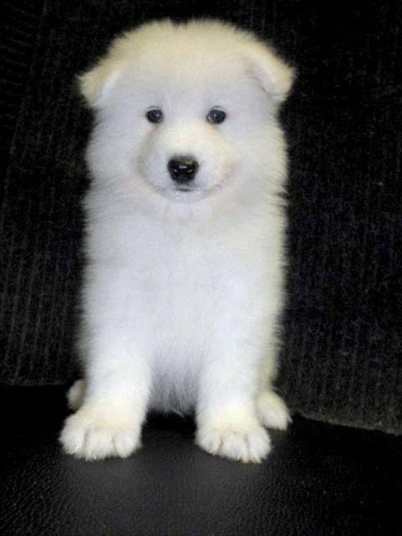 meet-the-smiling-samoyed-dog-big-0